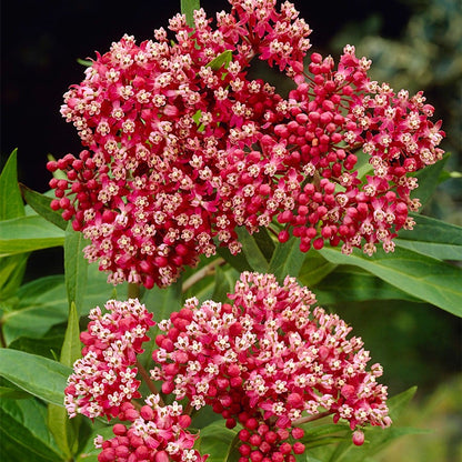 Asclepias Pink Milkweed