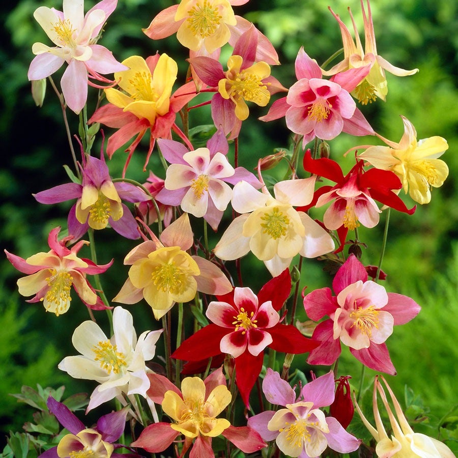Aquilegia mixed columbine blooms for early hummingbird season