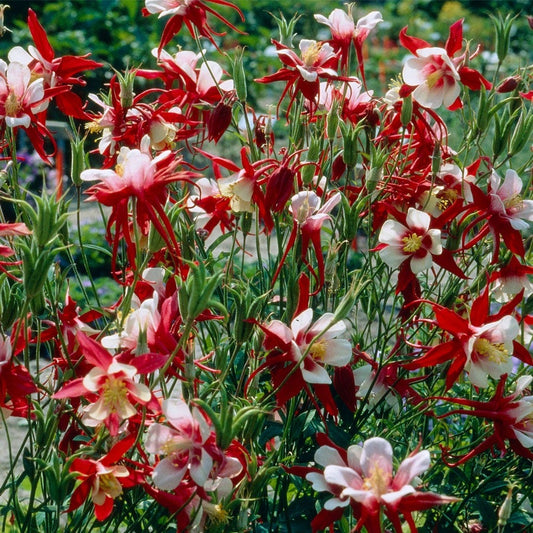 Aquilegia 'Crimson Star' Columbine
