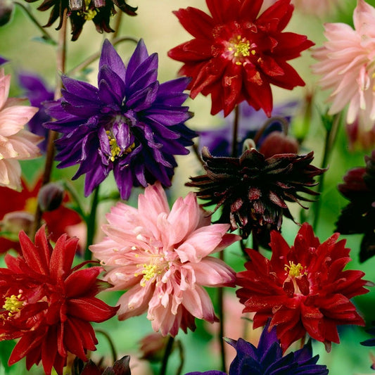 Aquilegia Artisian Blend Columbine