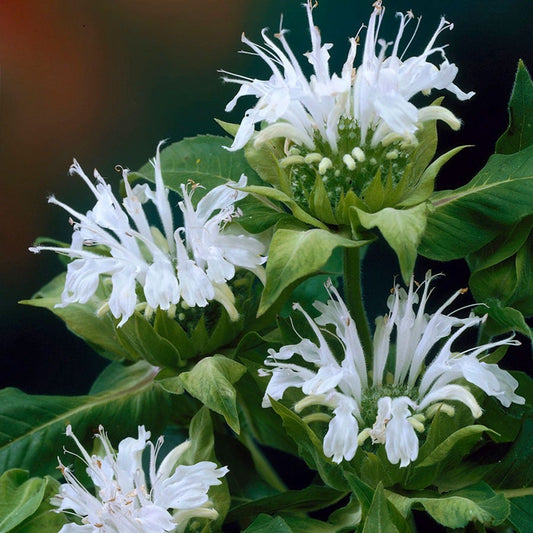 Monarda Ice Out Bee Balm
