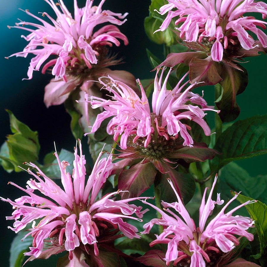 Monarda Mix Bee Balm