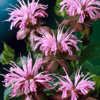 Monarda Mix Bee Balm