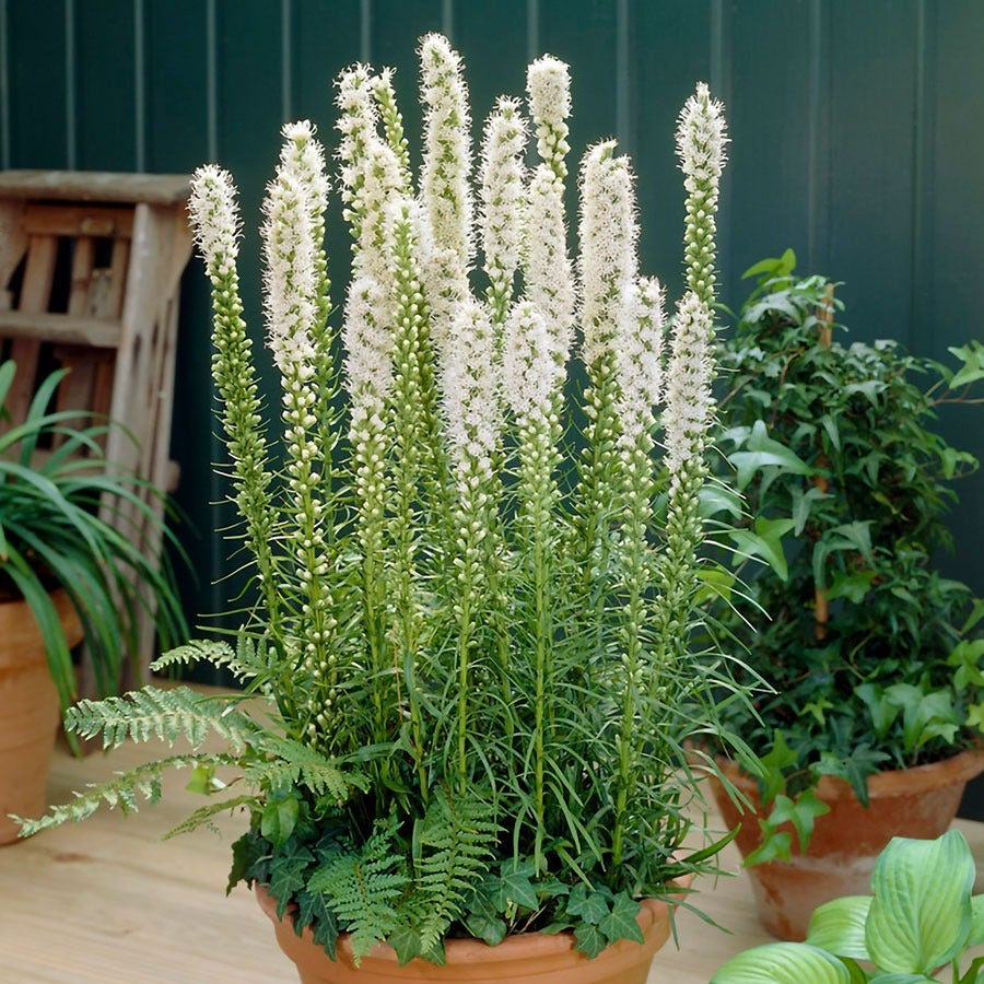 Liatris White Blazing Star Bulbs