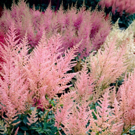 Astilbe 'Peaches and Cream' False Spirea