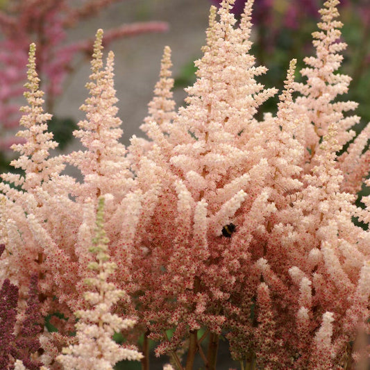 Astilbe 'Sara's Coral' False Spirea
