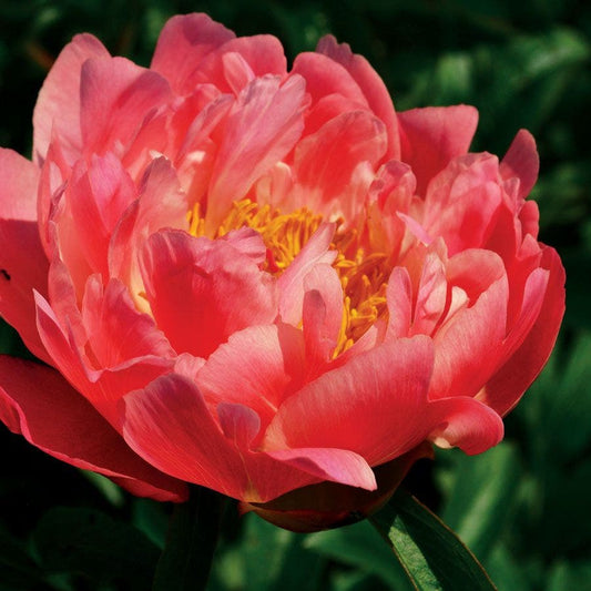 'Coral Charm' Peony
