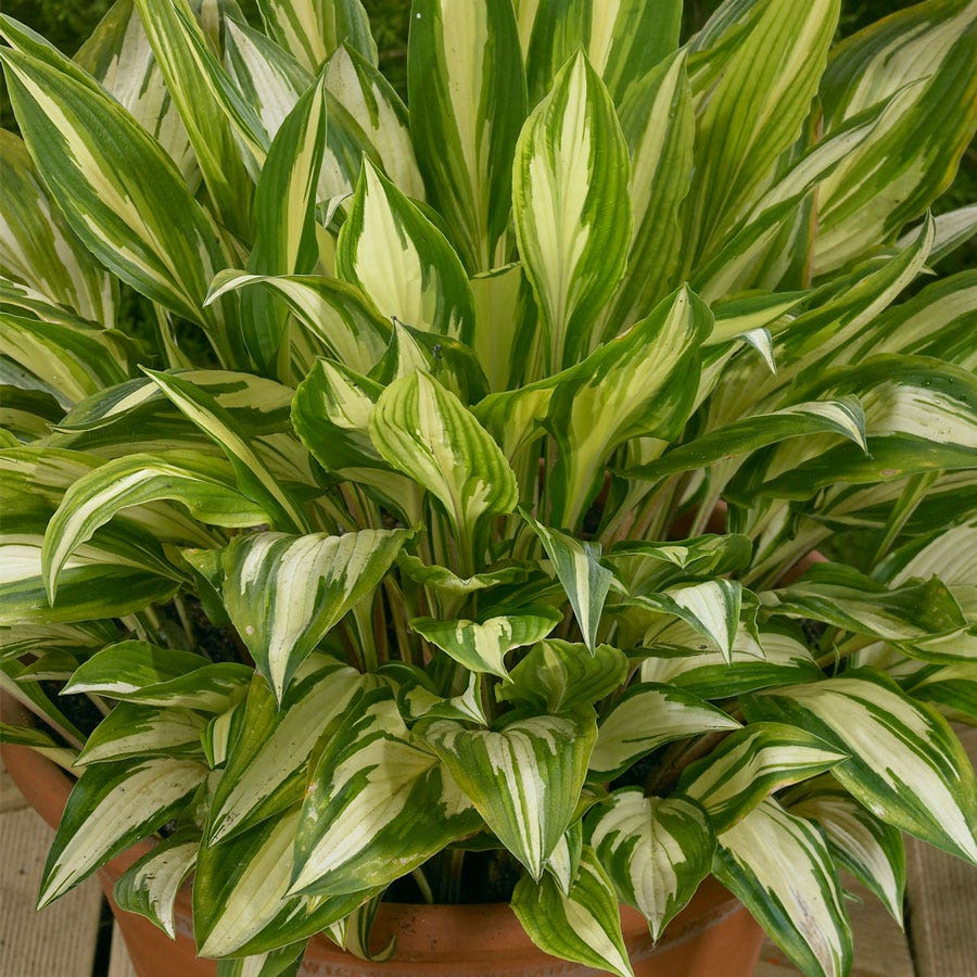 Hosta 'Cherry Berry' Plantain Lily