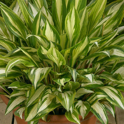 Hosta 'Cherry Berry' Plantain Lily