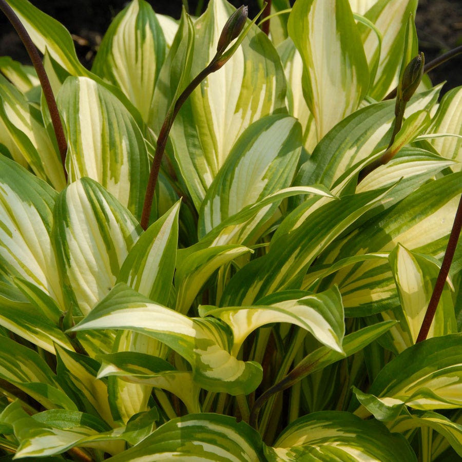 Hosta 'Cherry Berry' Plantain Lily
