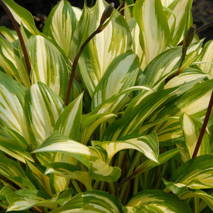 Hosta 'Cherry Berry' Plantain Lily