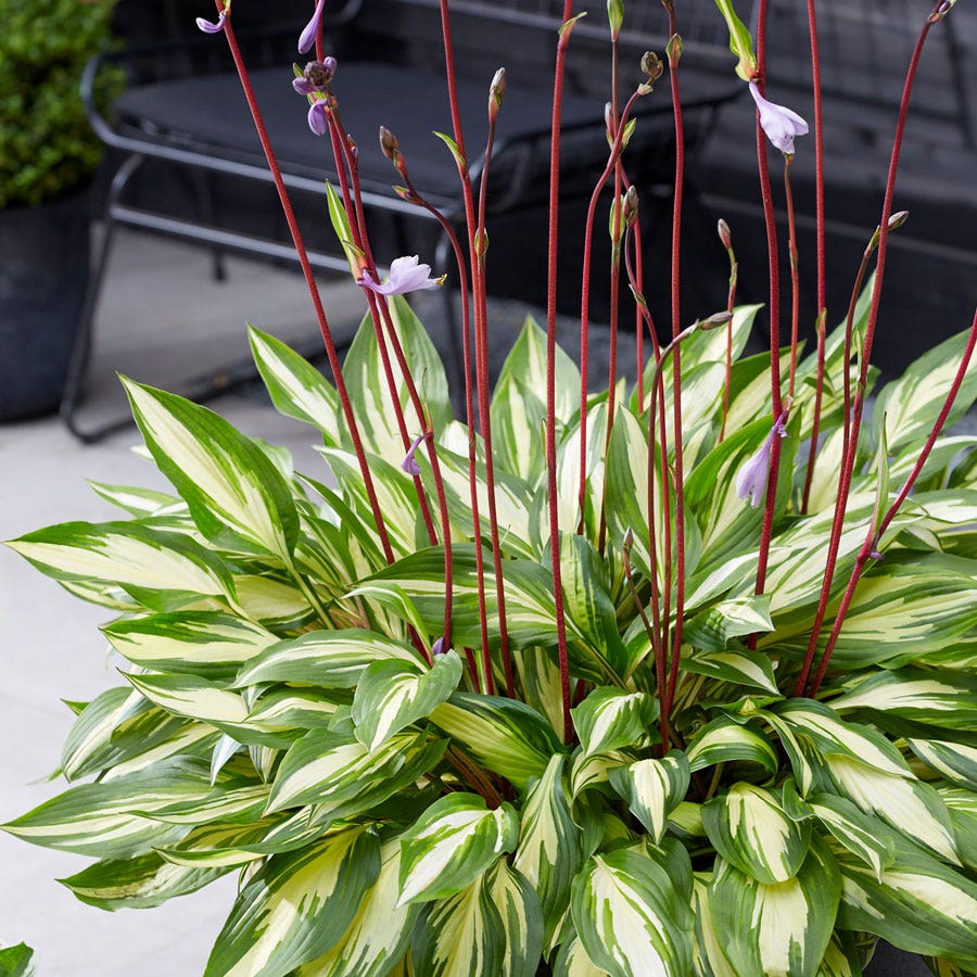 Hosta 'Cherry Berry' Plantain Lily