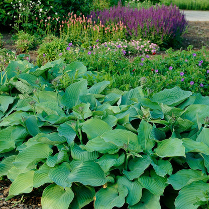Hosta 'Blue Angel' Plantain Lily