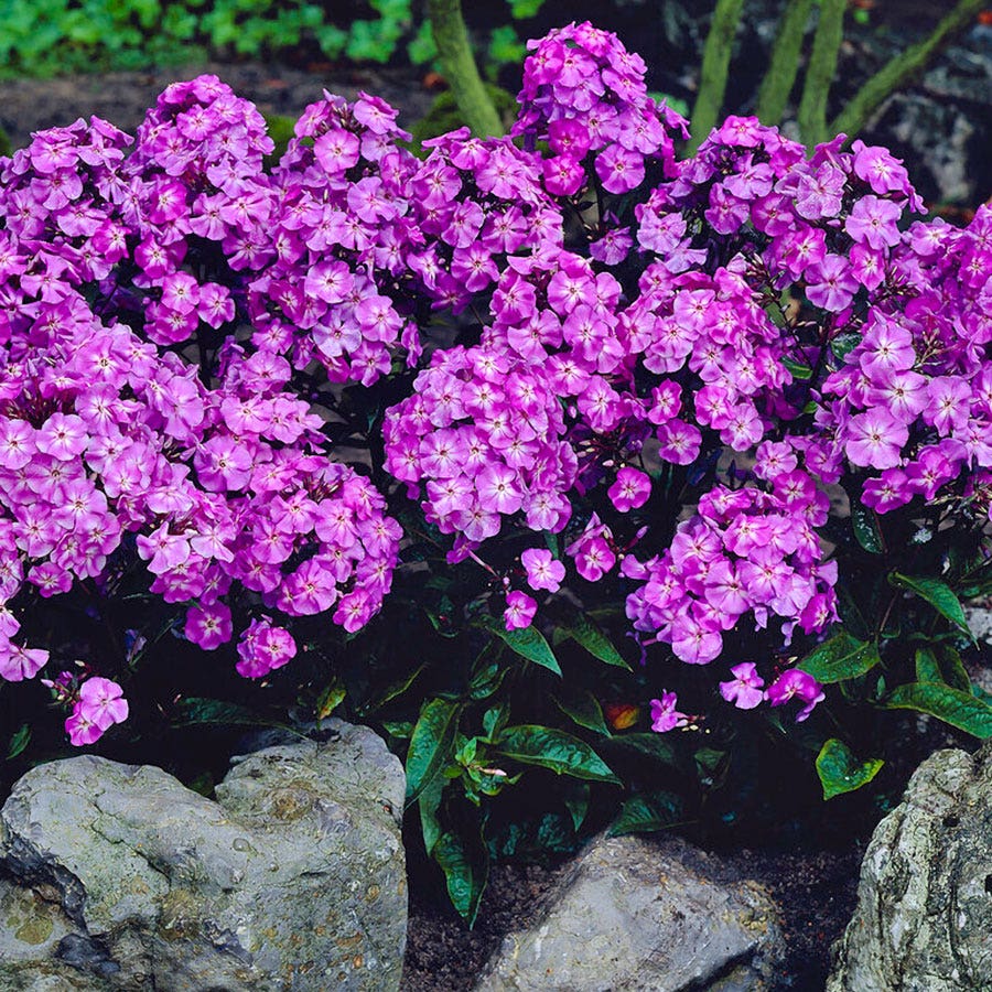 Phlox Patriotic Festival Blend