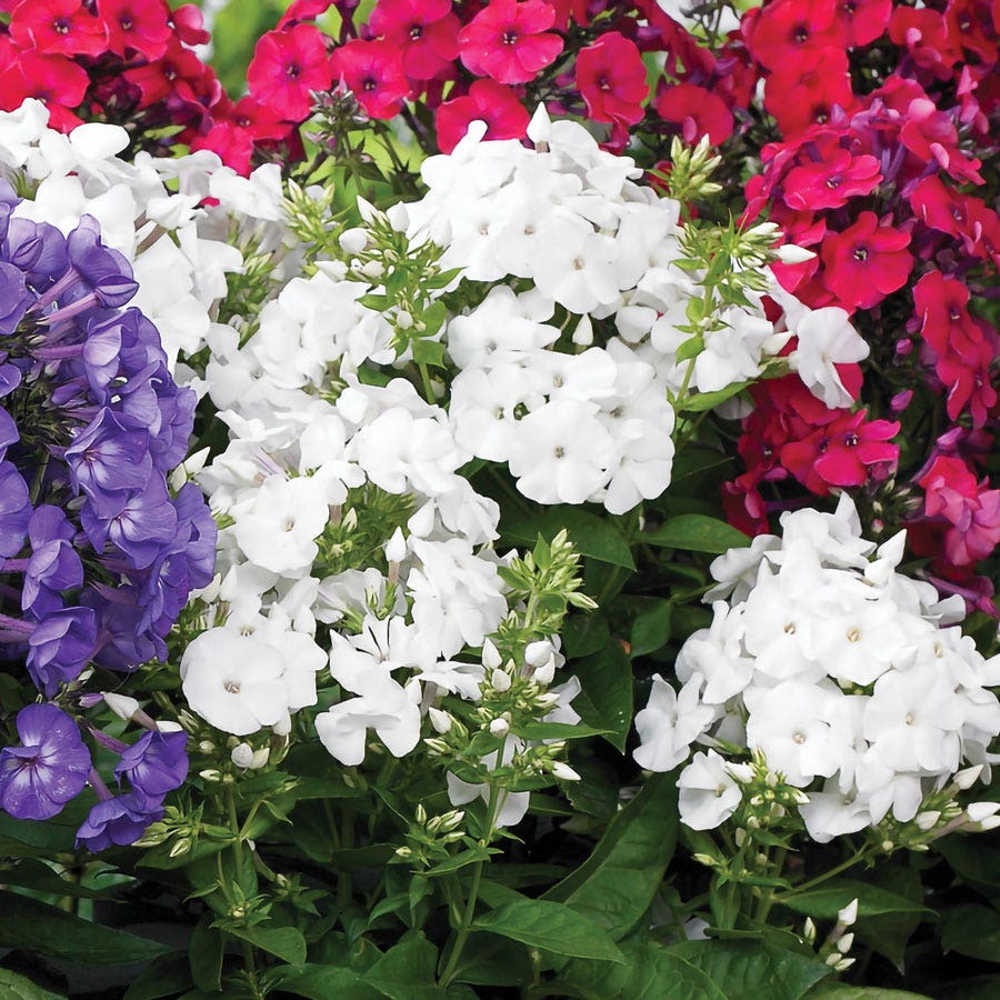 Phlox Patriotic Festival Blend
