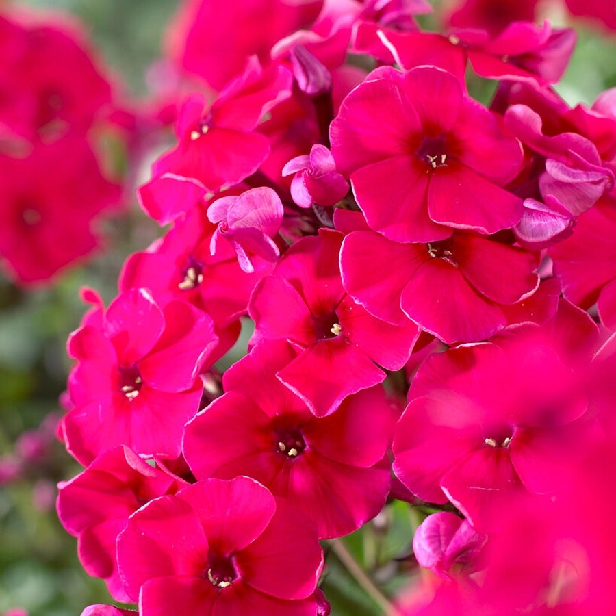 Phlox Patriotic Festival Blend