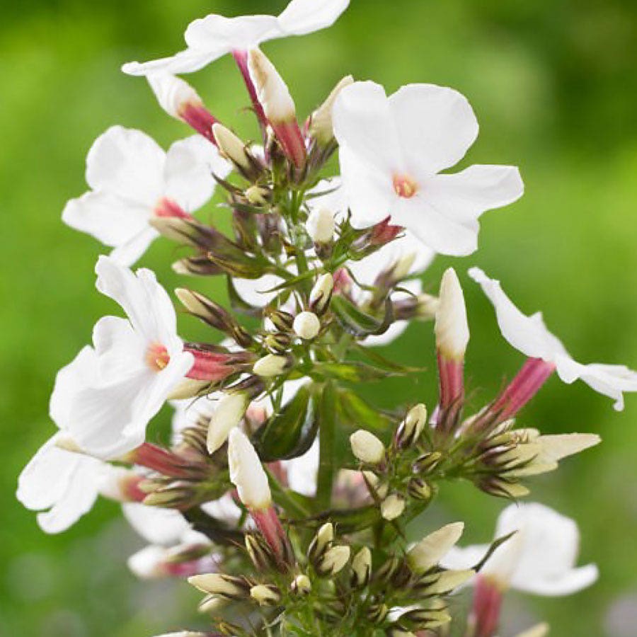 Phlox 'Popeye'