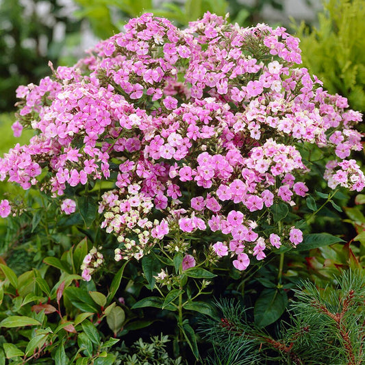Phlox 'Starburst'