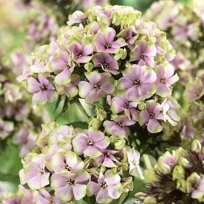 Phlox 'Starburst'