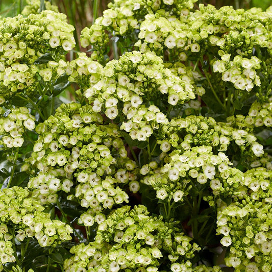 Phlox 'Orchid Green'