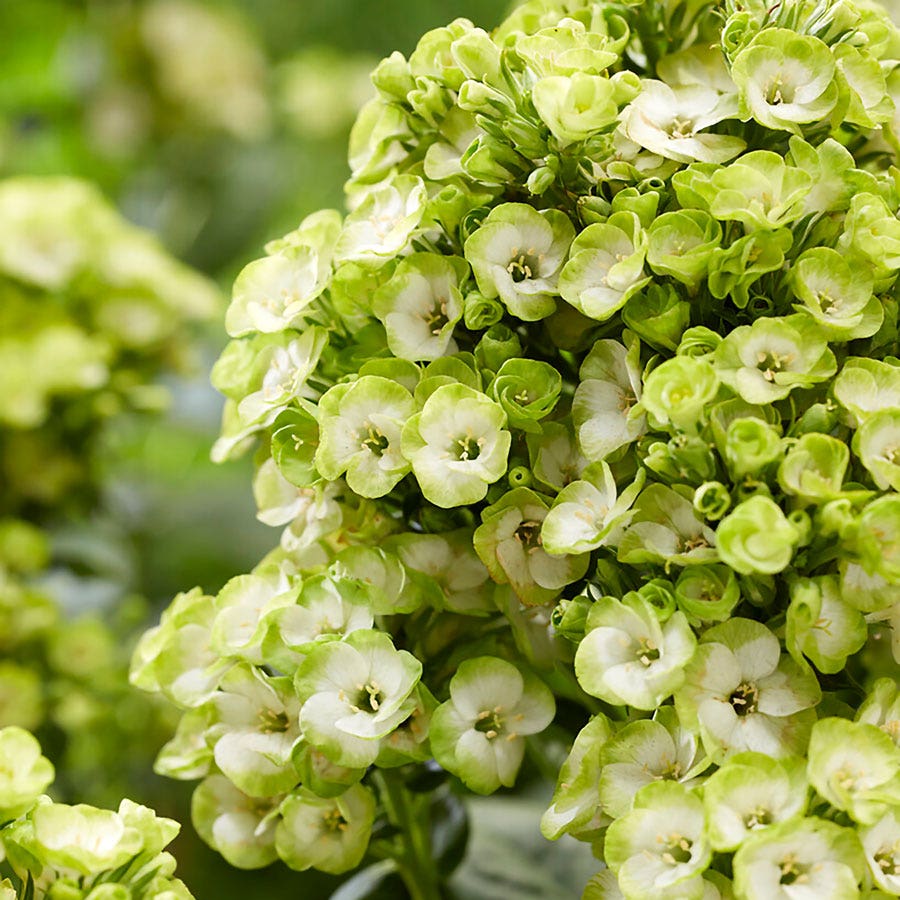Phlox 'Orchid Green'