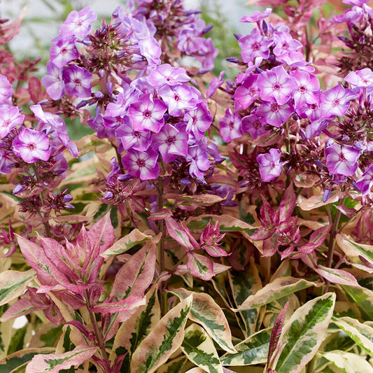 Phlox 'Olympus'