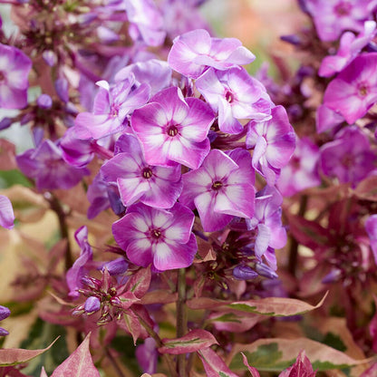 Phlox 'Olympus'