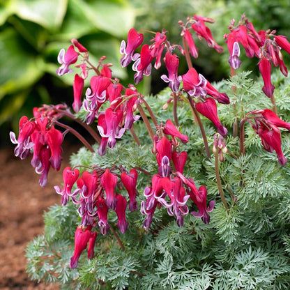 Dicentra 'Fire Island' Bleeding Heart