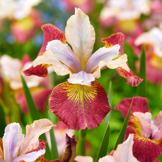 Iris 'Cherry Sugar Rush' Siberian Iris