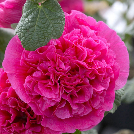 Alcea Double Pink Hollyhock