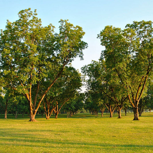Carya Pecan Tree Collection