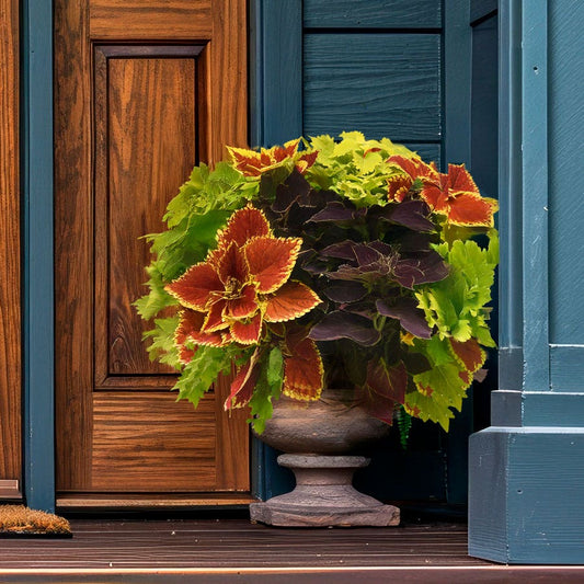 Blooming Block Amped Up MixMasters™ Coleus Mix
