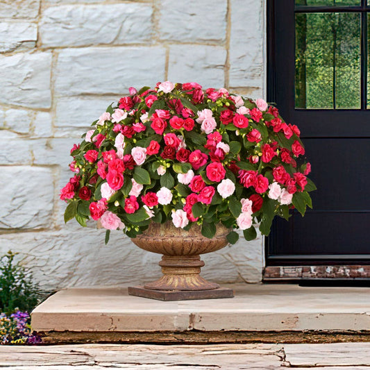 Blooming Block All that Glimmers MixMasters™ Double Impatiens Mix