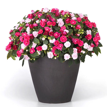 Blooming Block All that Glimmers MixMasters™ Double Impatiens Mix