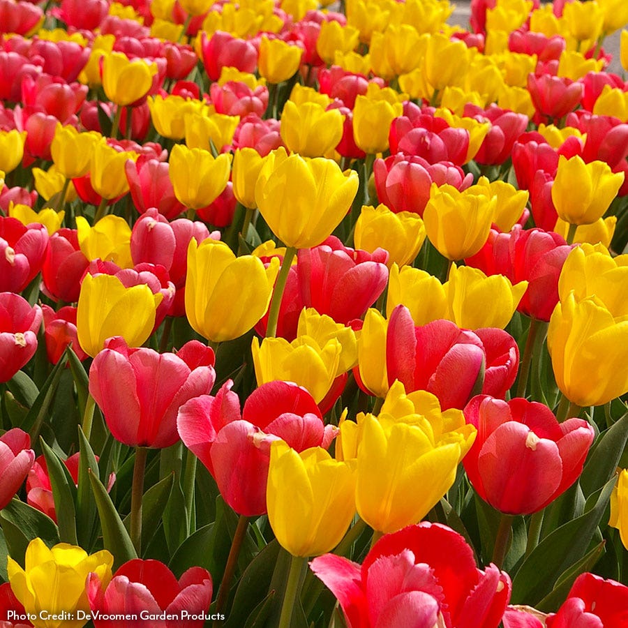 Tulipa Impressionable Tulip Bulb Blend – Park Seed