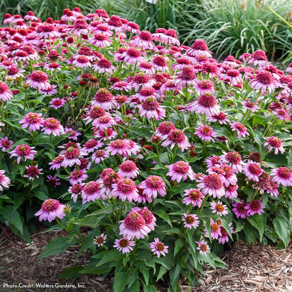 Echinacea Double Coded™ 'Everything's Rosy' Coneflower