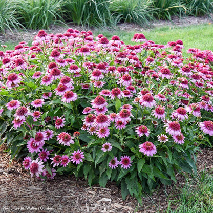 Echinacea Double Coded™ 'Everything's Rosy' Coneflower
