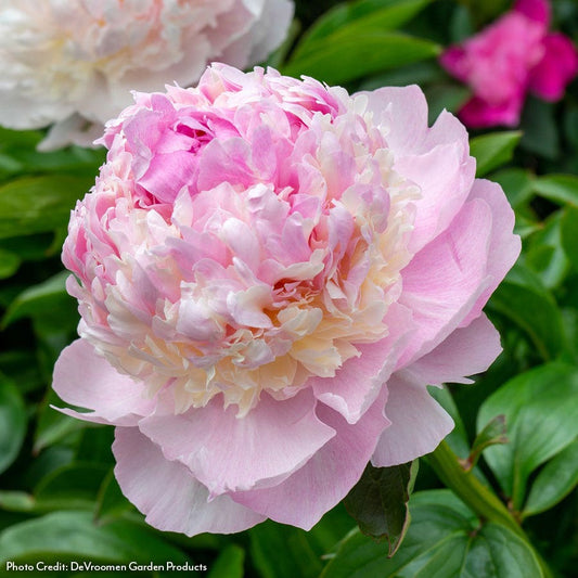 Paeonia Angel Cheeks Peony