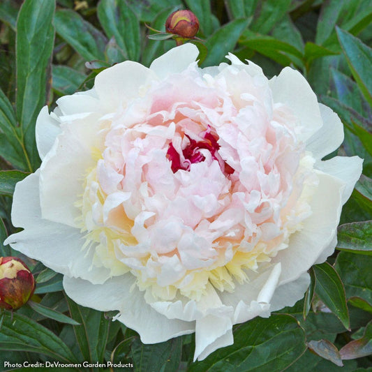 Paeonia Madame de Verneville Peony
