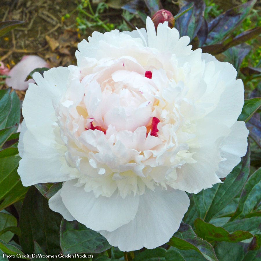 Paeonia Madame de Verneville Peony