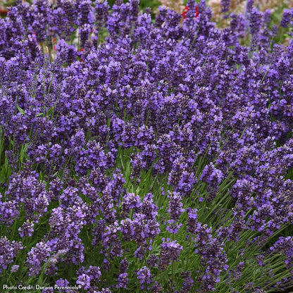 Lavandula 'SuperBlue' English Lavender