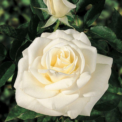 John F. Kennedy Hybrid Tea Rose