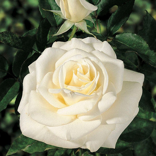 John F. Kennedy Hybrid Tea Rose
