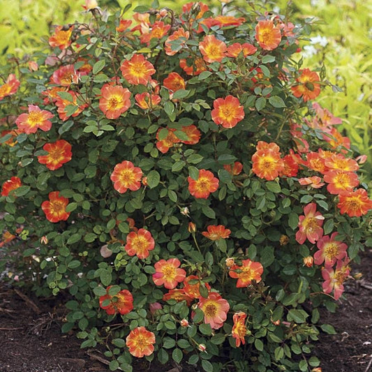 Oso Easy® Paprika Shrub Rose