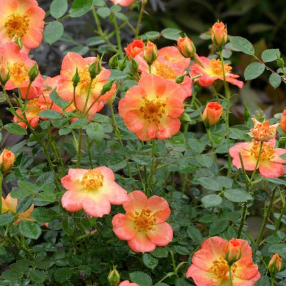 Oso Easy® Paprika Shrub Rose