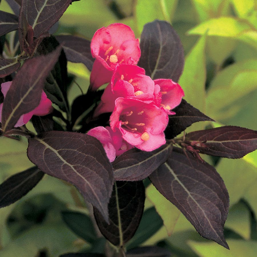 Weigela Wine & Roses®