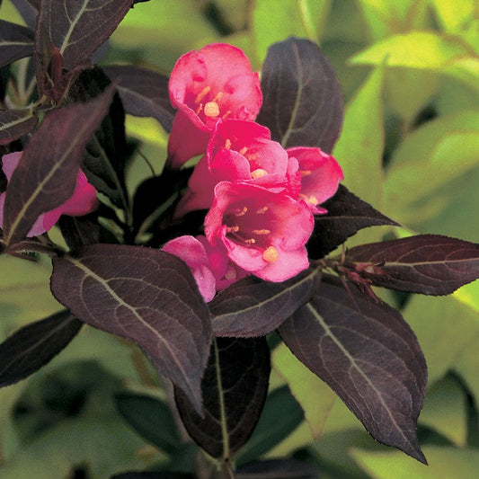 Weigela Wine & Roses®