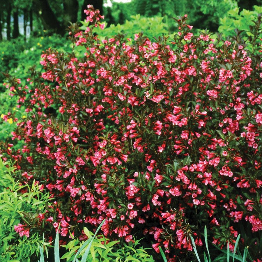 Weigela Wine & Roses®
