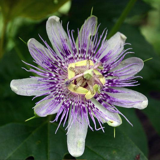 Passiflora incarnata