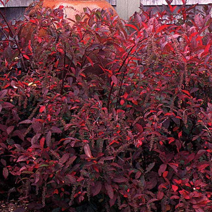 'Henry's Garnet' Sweetspire